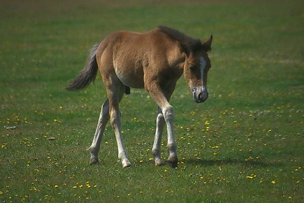 Can Alfalfa Help Horses With Gastric Ulcers? Benefits, Myth-Busting, and Scientific Insights