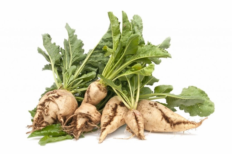 9 Sugar beet facts every horse owner should know