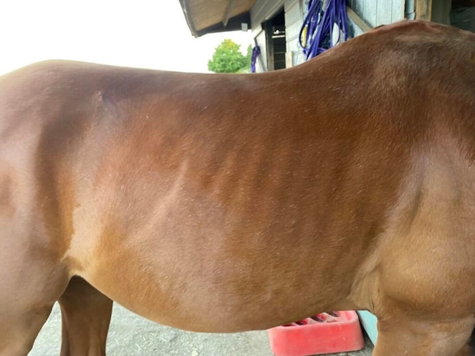 Breaking down the diet: What ex-racehorses need to thrive