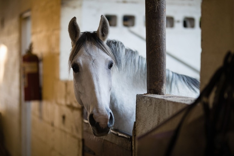 What to do when laminitis strikes