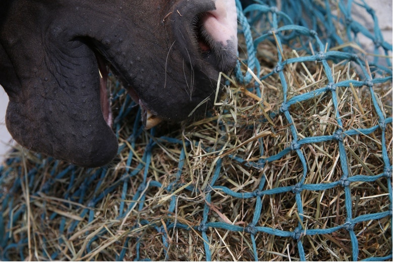 Hay shortages – what horse owners really need to know