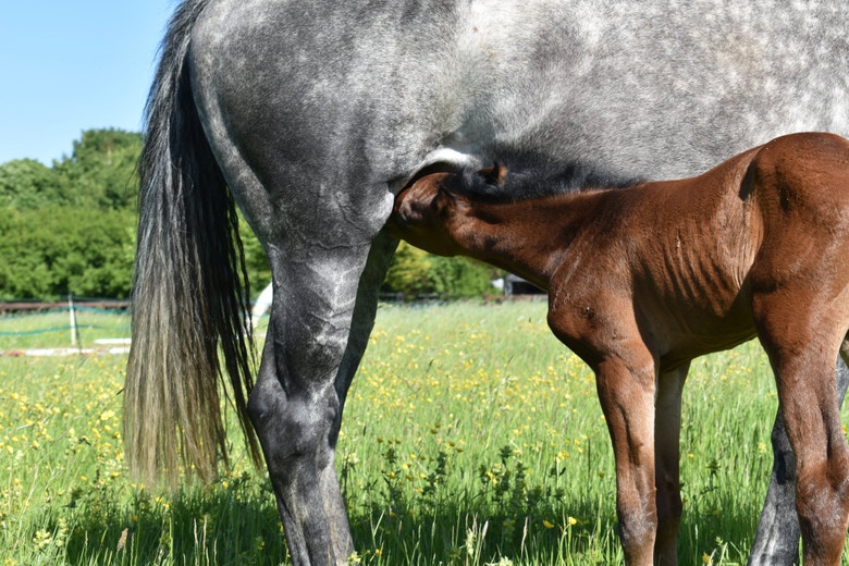 15 facts for feeding through the lifestages