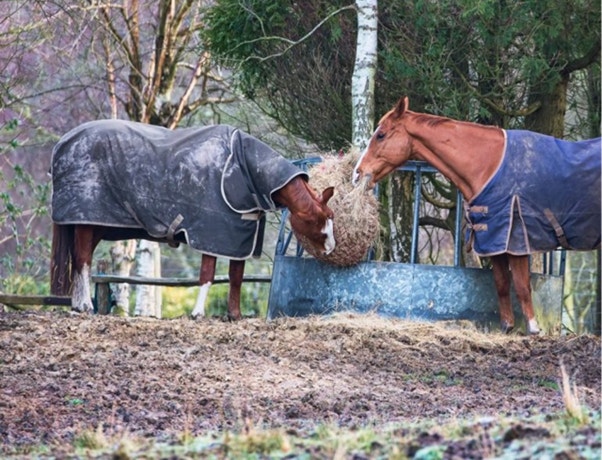 Surviving the Muddy Season: When Your Horse is More ‘Mud Monster’ Than ‘Majestic Steed’
