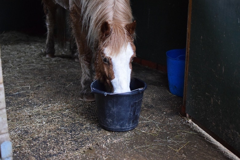 Freezing Weather? Practical Winter Tips to Keep Horses Healthy