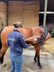 Supporting Topline in Senior and Retired Horses – Beyond the Feed Bowl