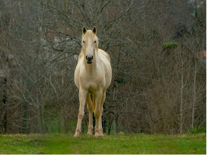 Tips for Winter Weight Gain | Feeding Poor Doers