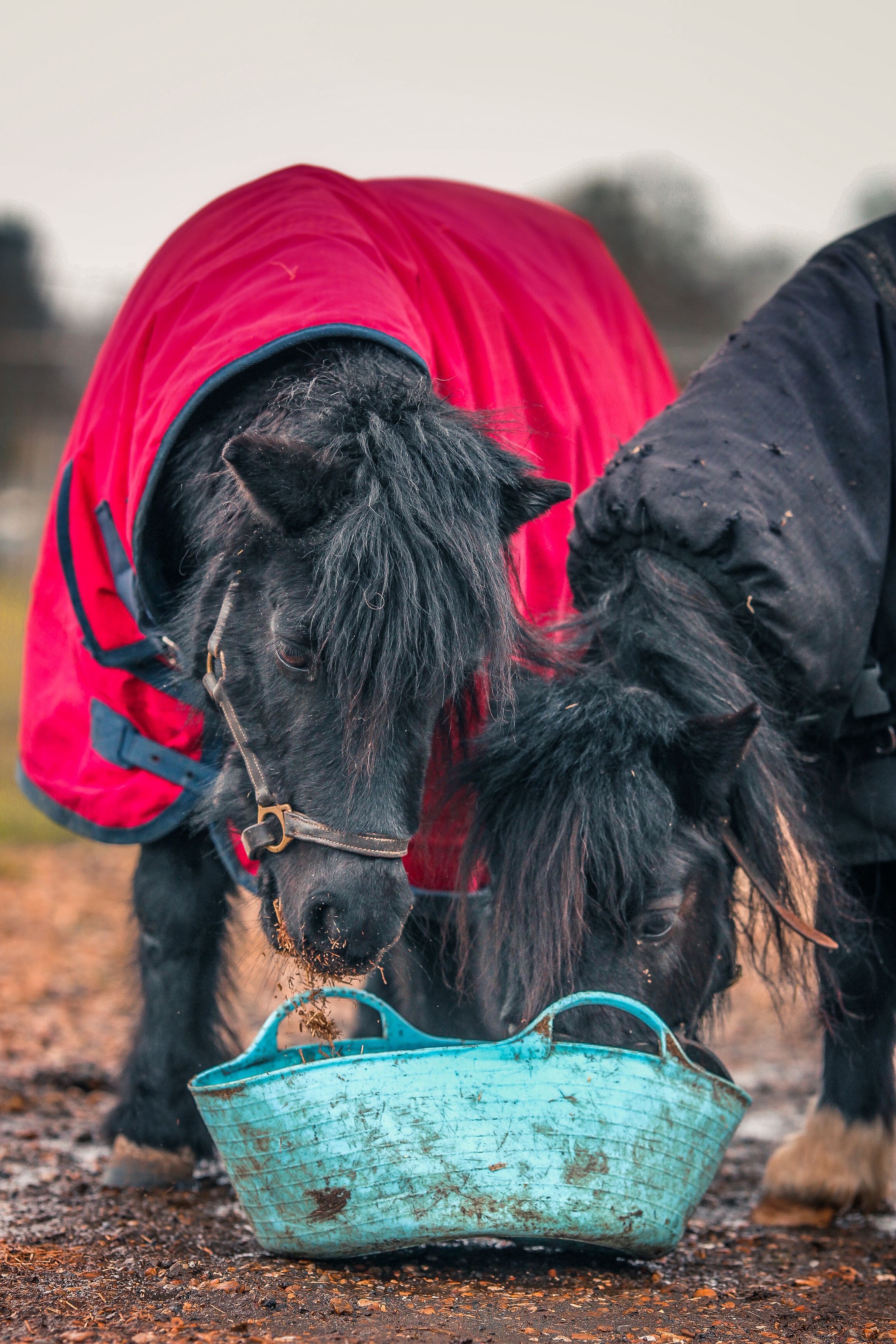 Why are there so many horse feed balancers to choose from and how do I know which one’s right for my horse?