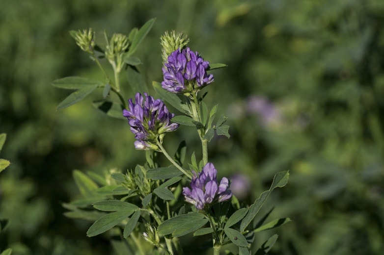 Safe feed ingredients for horses: Debunking common myths