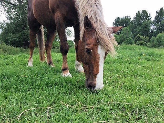 Pony eating-grass