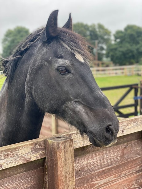 Senior-horse-1-768x1024.jpg