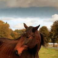 Why Do Horses Lose Weight? 