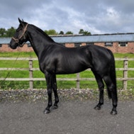 Is Your Horse Underweight