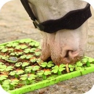 regulating horse intake