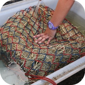 Soaking hay helps to reduce the WSC