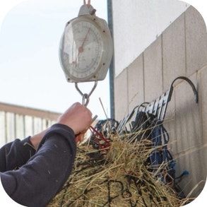 each slice of hay will contain more water and less hay