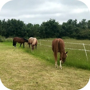 Restrict grass intake