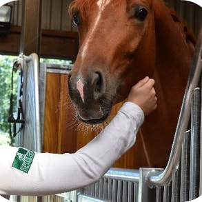horse petting