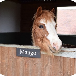 horse named mango