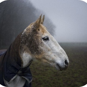 horse on a field on a foggy day
