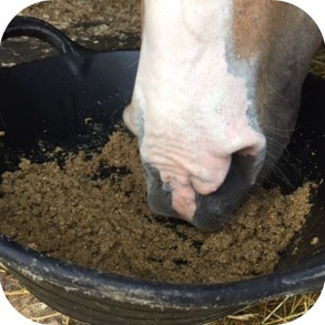 Quick soaking mashes 