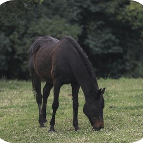 black horse on a pasture