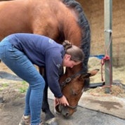 senior horse exercise 1