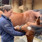 senior horse exercise 2