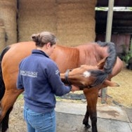 senior horse exercise 3