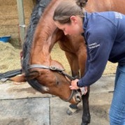 senior horse exercise 4