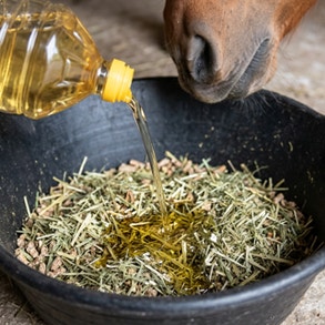 adding oil to horse feed
