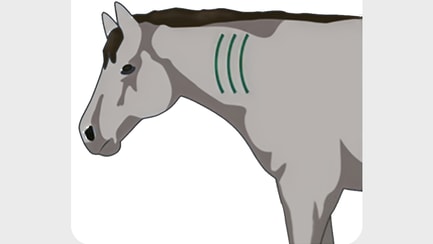 Alt Image