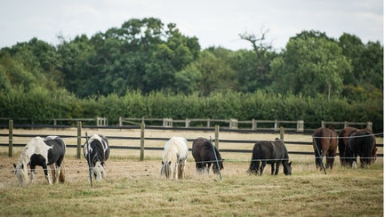 Horses in a field