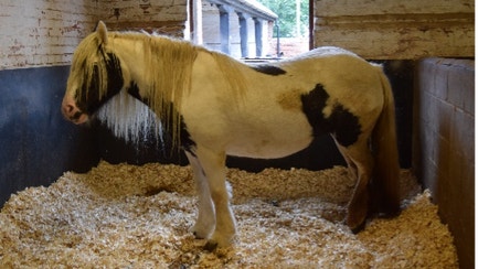 Health of the senior population