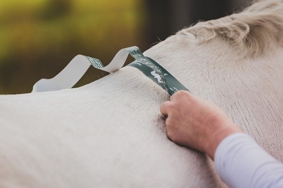 Man measuring horse