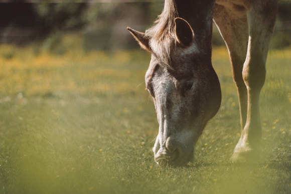 horse eating pasture