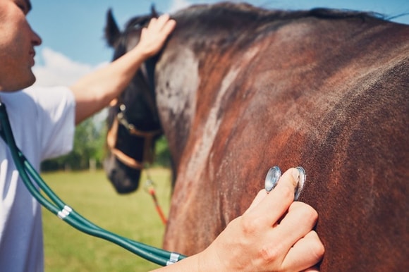 Veterinarian checking horse