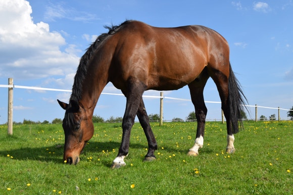 Enhanced Wellbeing 1