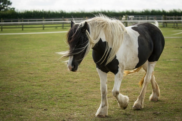 white and black horse on a field