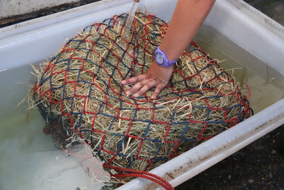 Hand pressing down hay in water