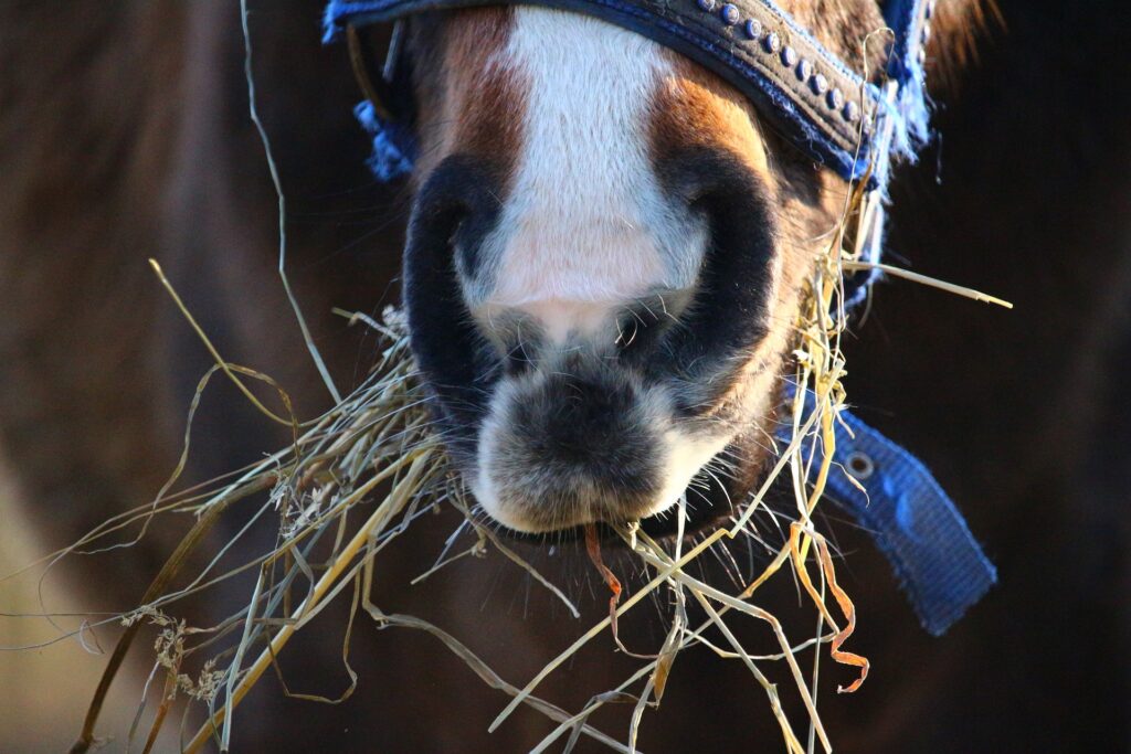 horse-1208979_1920-1024x683.jpg