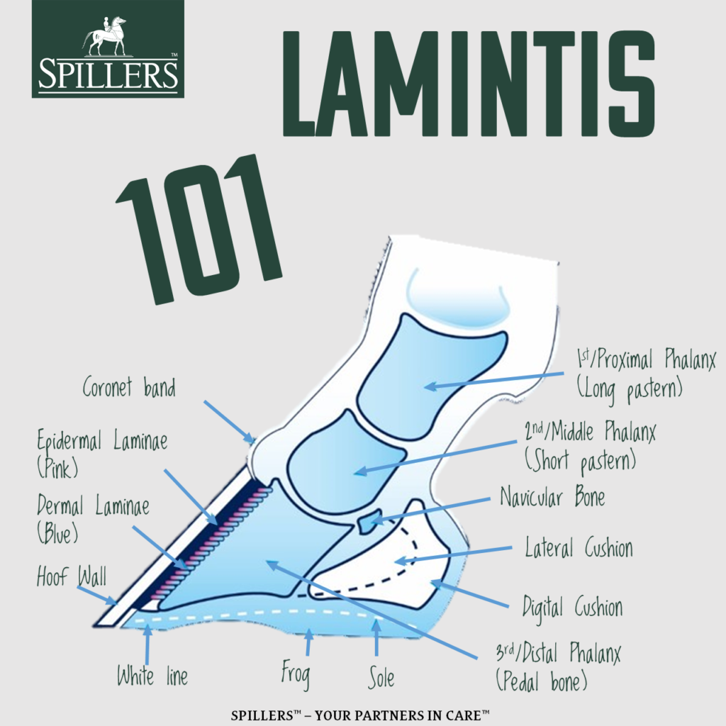 Laminitis-101-1024x1024