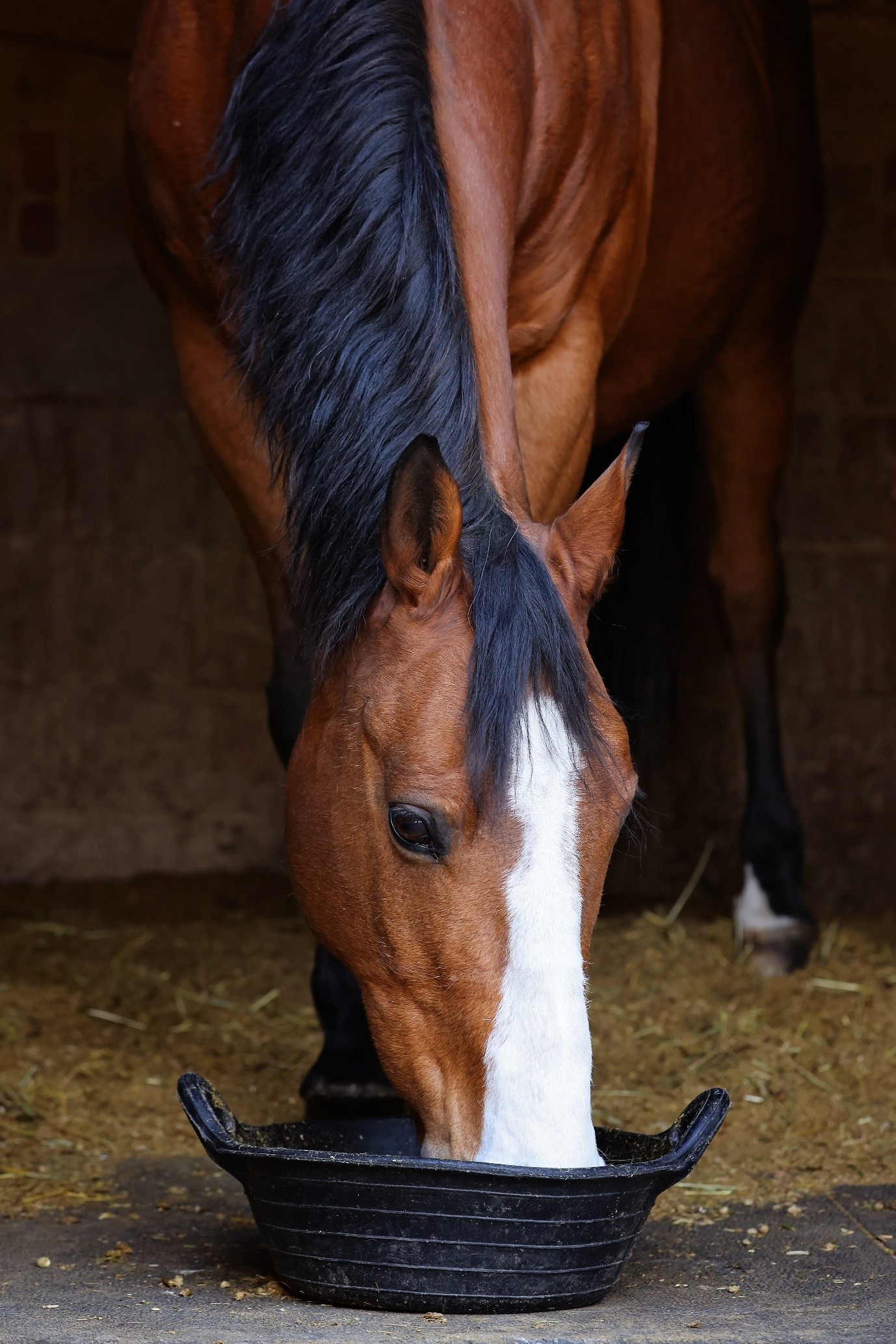 horse feeding