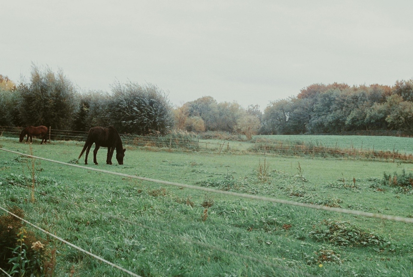 Horse on Pasture