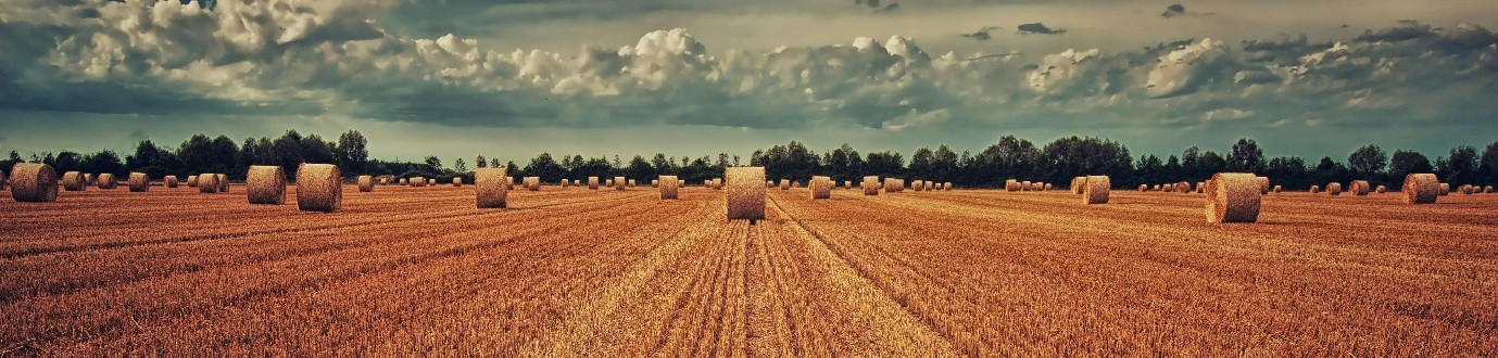 straw field