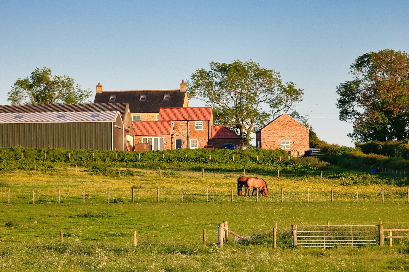 Horse grazing in a green pasture near farm buildings and stables