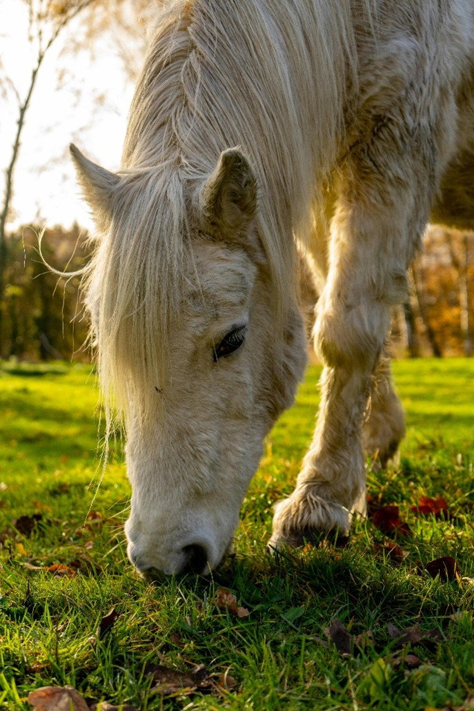 horse pasturing