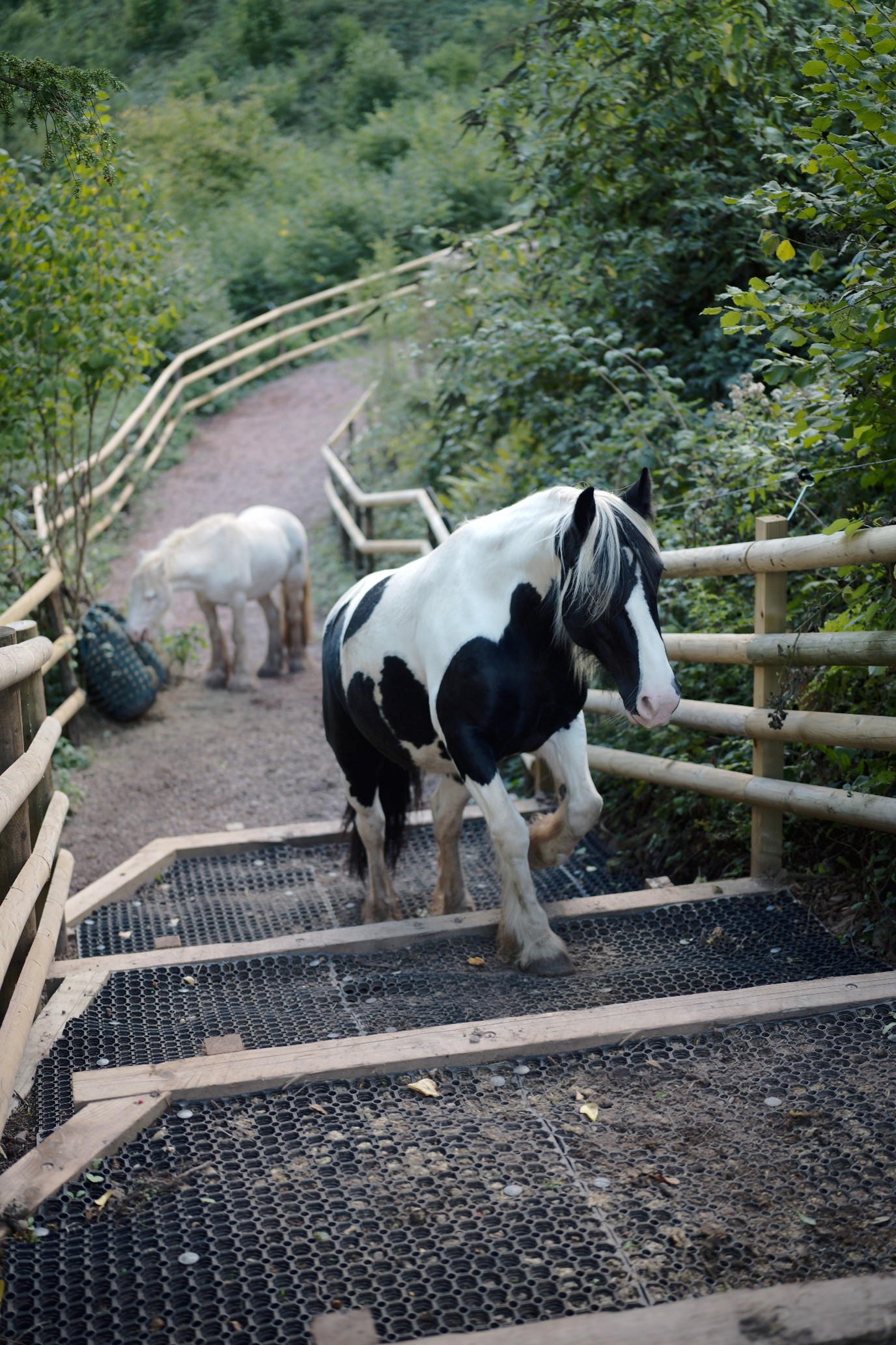 ponies going upstairs