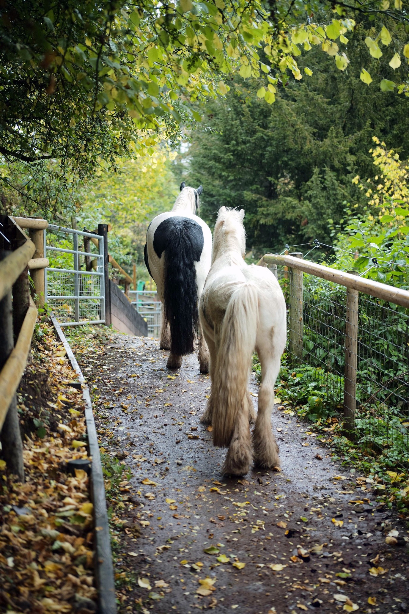 ponies walking away through a path