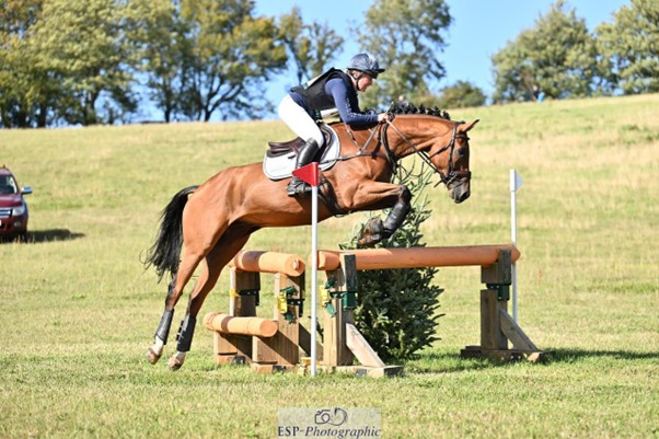horse jumping over an obstacle