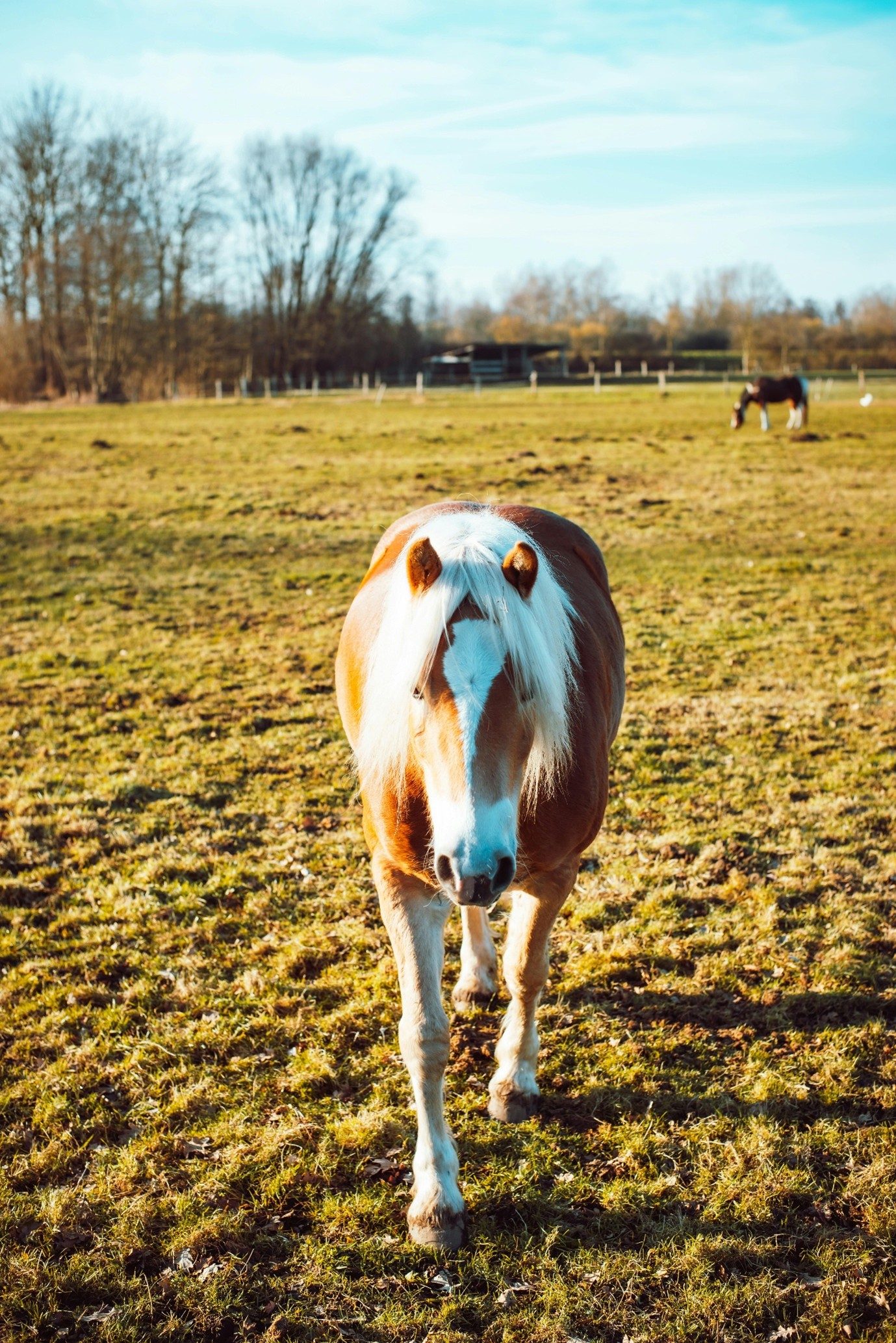 small horse grazing in spring